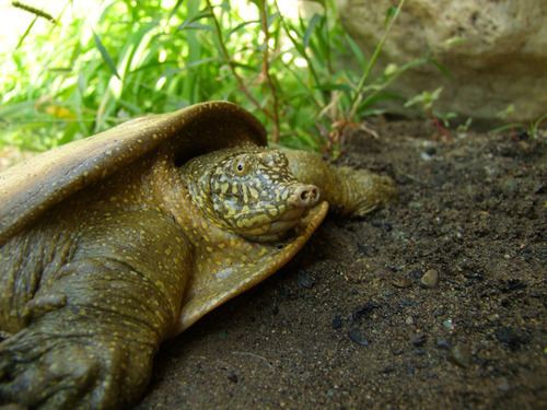 Euphrates softshell turtle httpsstaticinaturalistorgphotos72826medium