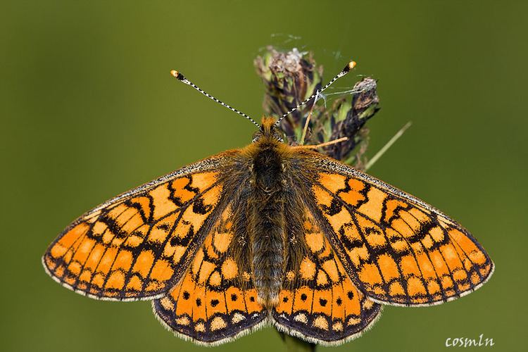 Euphydryas Lepidoptera around Romania and not only Euphydryas aurinia