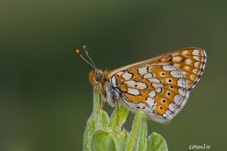 Euphydryas Lepidoptera around Romania and not only Euphydryas aurinia