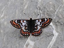 Euphydryas cynthia httpsuploadwikimediaorgwikipediacommonsthu