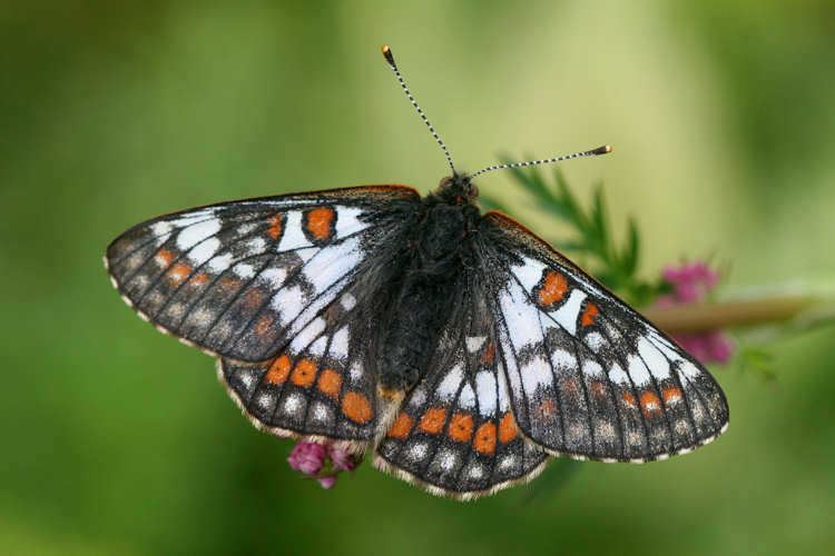 Euphydryas cynthia Bestimmungshilfe des Lepiforums Euphydryas Cynthia