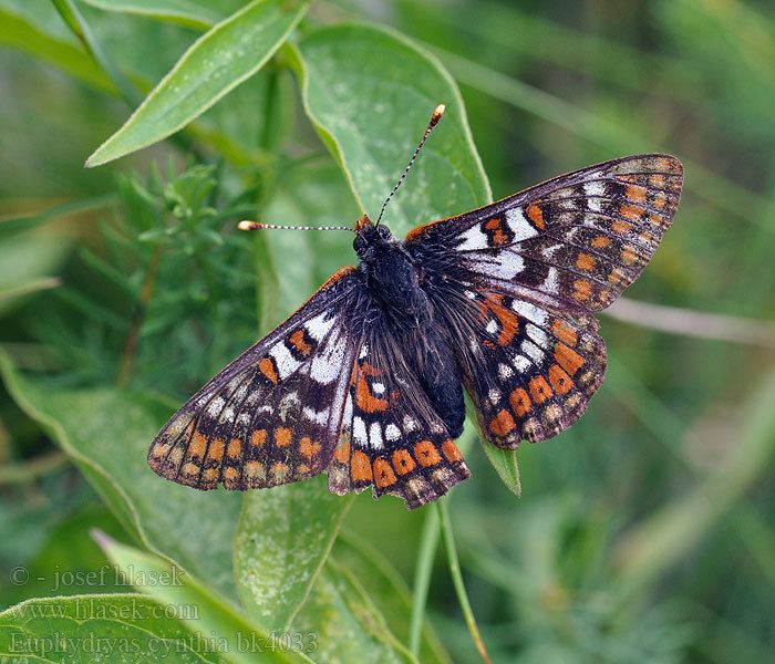 Euphydryas cynthia Euphydryas cynthia Hypodryas Hndsek horsk VeilchenScheckenfalter
