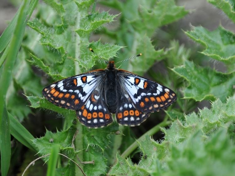 Euphydryas cynthia Euphydryas cynthia Wikimedia Commons