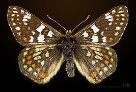 Euphydryas cynthia Euphydryas cynthia Wikipedia