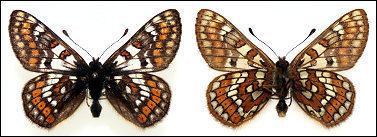 Euphydryas cynthia Butterflies of Bulgaria Euphydryas cynthia
