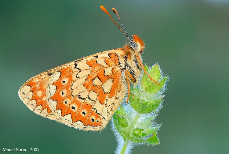 Euphydryas desfontainii Mirada Natural Galera fotogrfica de