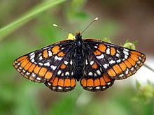 Euphydryas gillettii httpsuploadwikimediaorgwikipediacommonsthu