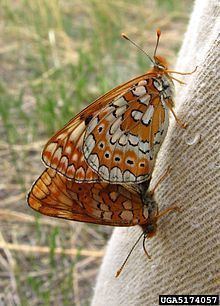 Euphydryas sibirica httpsuploadwikimediaorgwikipediacommonsthu