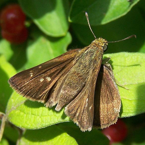 Euphyes vestris Dun Skipper