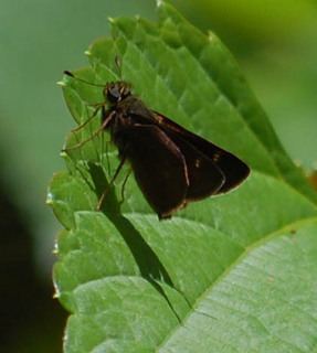 Euphyes vestris Euphyes vestris Cola Skipper Discover Life