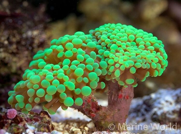 Euphyllia Frogspawn Coral Euphyllia paradivisa MarineWorld