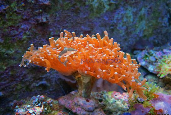 Euphyllia LPS Coral Euphyllia divisa Golden Marindo Marine Fish and Live