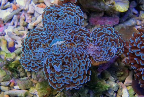 Euphyllia LPS Coral Euphyllia paraancora Golden Marindo Marine Fish and