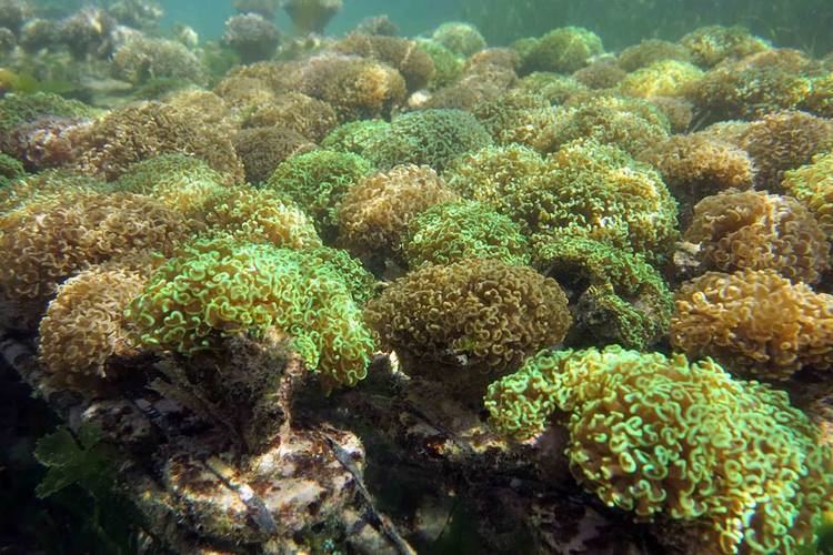 Euphyllia UpClose with Bali Maricultured Euphyllia Reefscom
