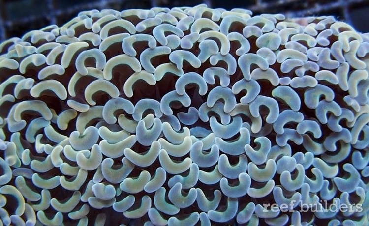 Euphyllia ancora Euphyllia ancora the wall hammer is the coral of the year Coral