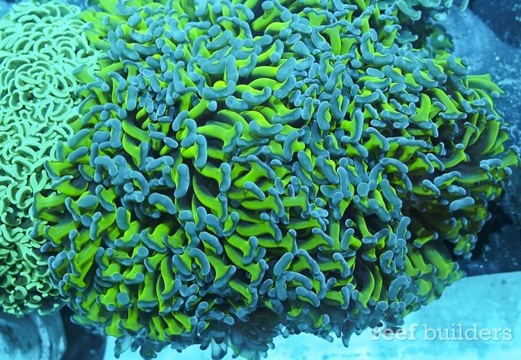 Euphyllia ancora Euphyllia ancora the wall hammer is the coral of the year Coral