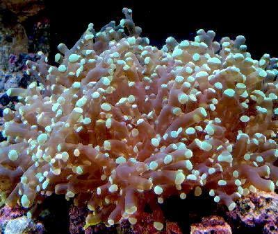 Euphyllia divisa Frogspawn Coral Euphyllia divisa LPS Coral Information and Coral