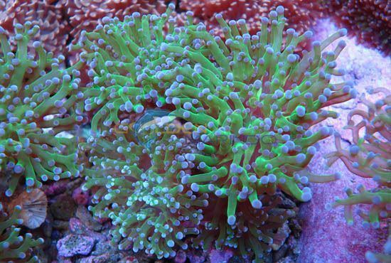 Euphyllia divisa LPS Coral Euphyllia divisa Golden Marindo Marine Fish and Live