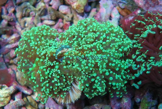 Euphyllia divisa LPS Coral Euphyllia divisa Golden Marindo Marine Fish and Live