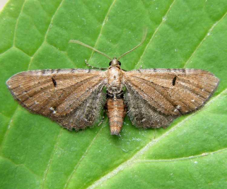 Eupithecia Wormwood Pug Eupithecia absinthiata NatureSpot