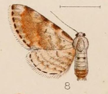 Eupithecia albifurva