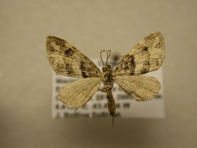 Eupithecia albimixta