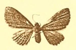 Eupithecia barteli