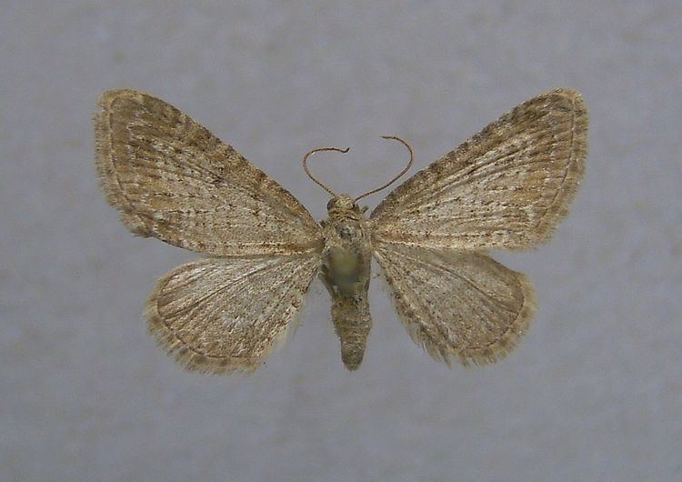 Eupithecia cauchiata
