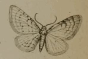 Eupithecia cerussaria