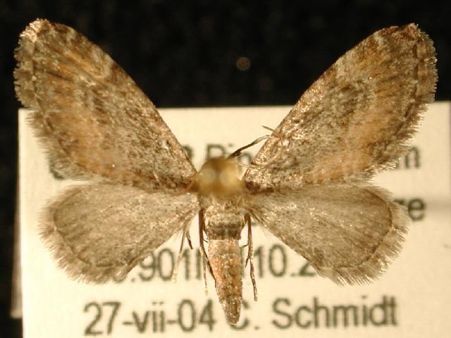Eupithecia coloradensis