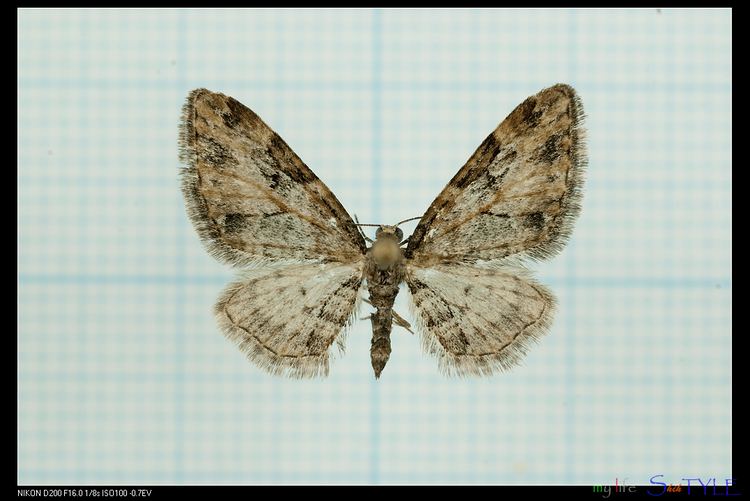 Eupithecia costimacularia
