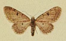 Eupithecia distinctaria httpsuploadwikimediaorgwikipediacommonsthu