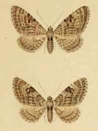 Eupithecia druentiata