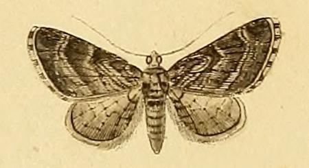 Eupithecia ericeata