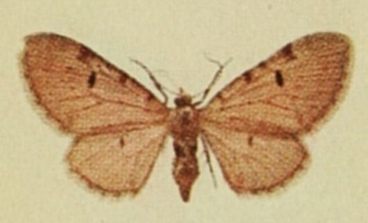 Eupithecia expallidata