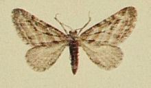 Eupithecia extensaria httpsuploadwikimediaorgwikipediacommonsthu