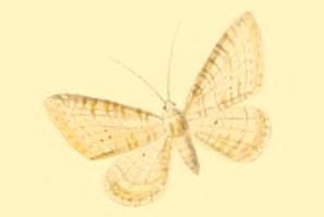 Eupithecia fuscicostata