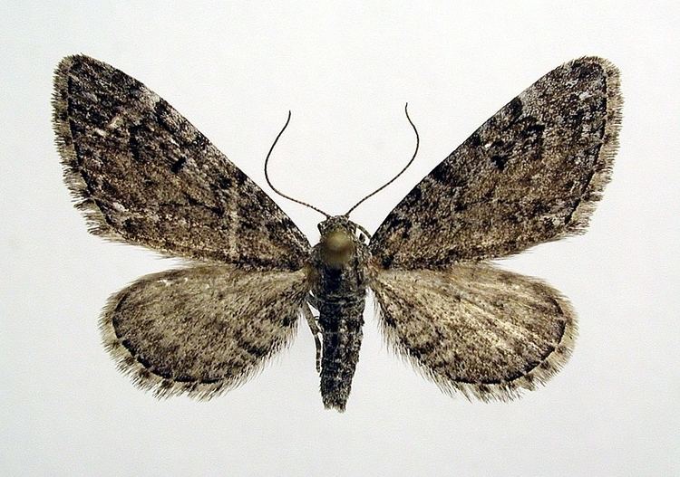 Eupithecia gelidata httpsuploadwikimediaorgwikipediacommonsaa