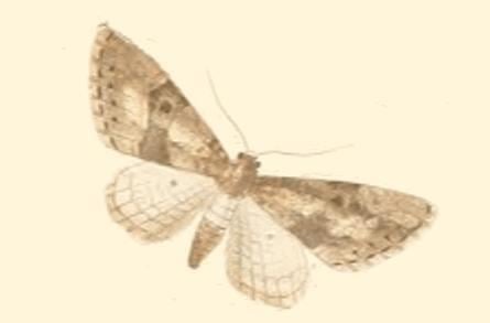 Eupithecia gueneata