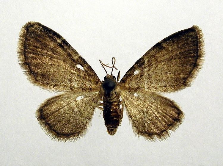 Eupithecia immundata