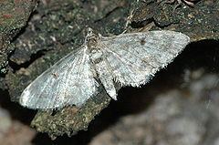 Eupithecia indigata httpsuploadwikimediaorgwikipediacommonsthu