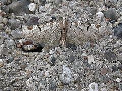 Eupithecia insigniata httpsuploadwikimediaorgwikipediacommonsthu