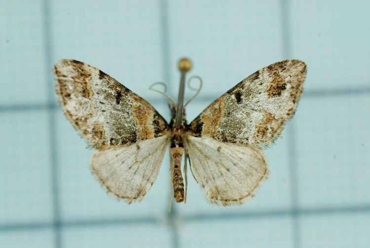 Eupithecia kudoi