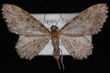 Eupithecia lachrymosa httpsuploadwikimediaorgwikipediacommonsthu