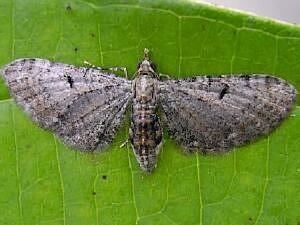 Eupithecia miserulata mothphotographersgroupmsstateeduFiles1LiveMW