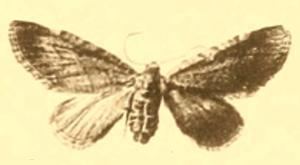 Eupithecia moecha