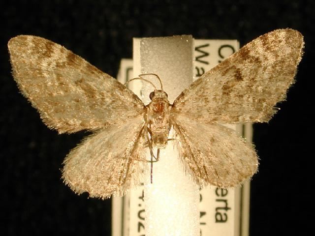 Eupithecia niveifascia