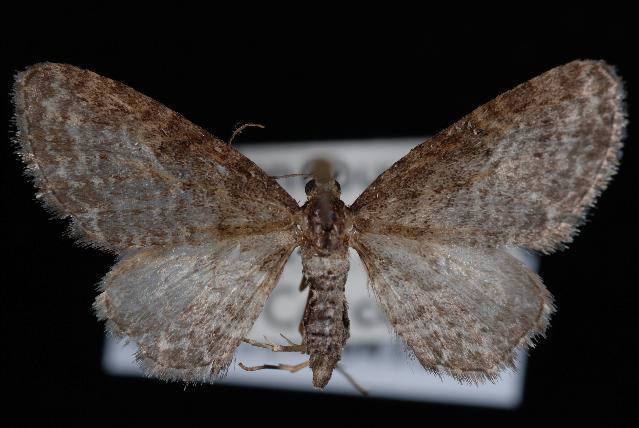 Eupithecia olivacea