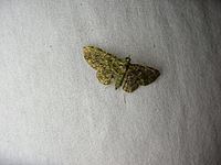 Eupithecia orichloris httpsuploadwikimediaorgwikipediacommonsthu