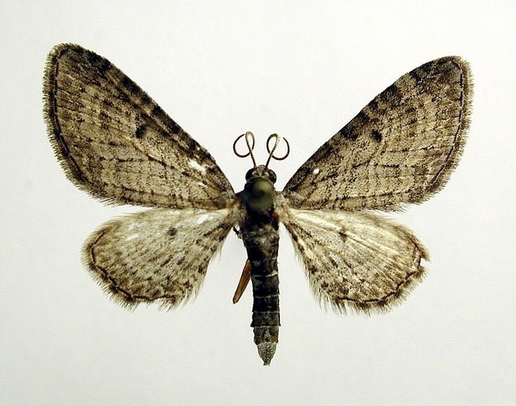 Eupithecia orphnata